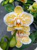 P. Yaphon Golden Leopard